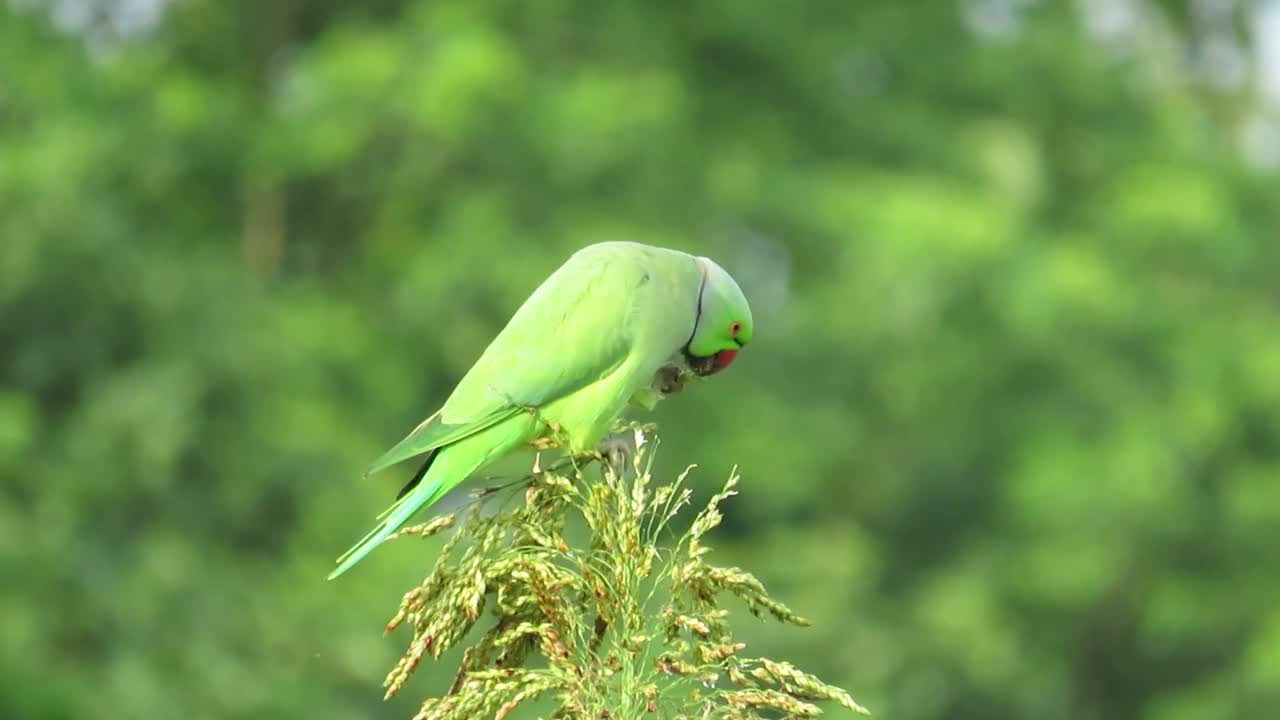 Parrot eating jowar seed from one leg