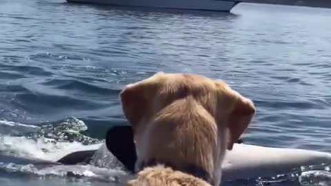 That's a warning sign, when they do that with their tails