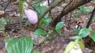 Lady's Slippers