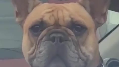 that smile hahaha cut dog