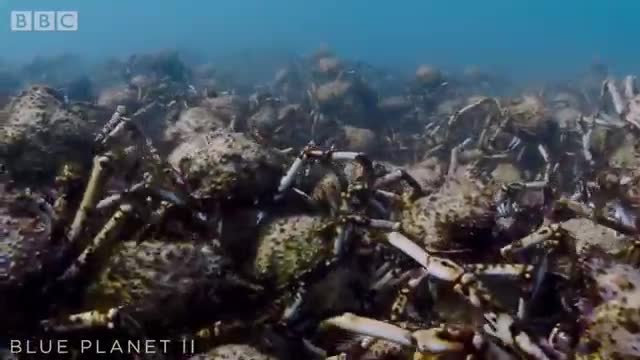 Army Of Spider Crabs Shed Their Shells | Blue Planet II