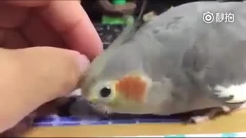 Bird Wants Attention