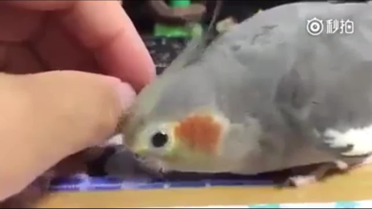Bird Wants Attention