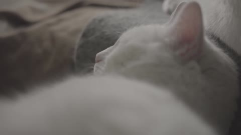 A Sleeping White Cat