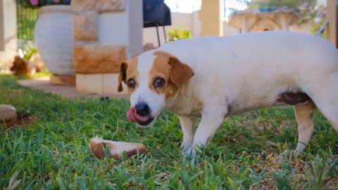 Dogs Outdoor # 2