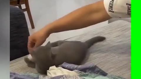 # cute pet # who doesn't have a cutie # Russian blue cat baby has a dog