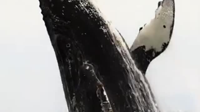 Rare whale jumping video