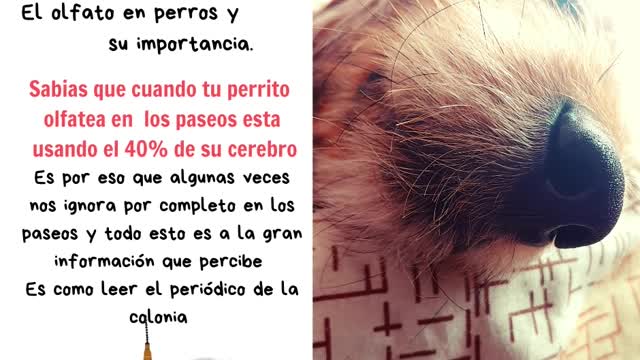 La nariz