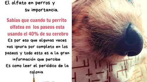 La nariz