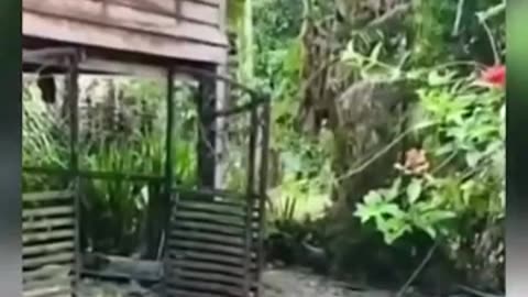 trending funny videos