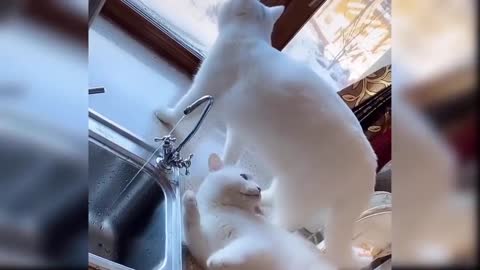 Funny's Cat's 30 seconds