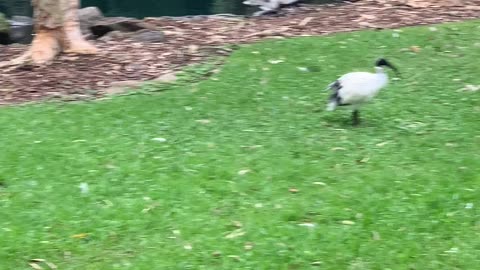 Birds Around