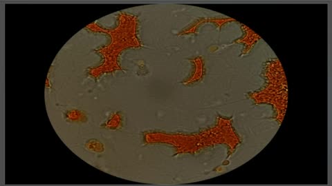 Dr Lee Merritt - The Medical Rebel - Maria Crisler on Hydrogel, Frequency and hope.