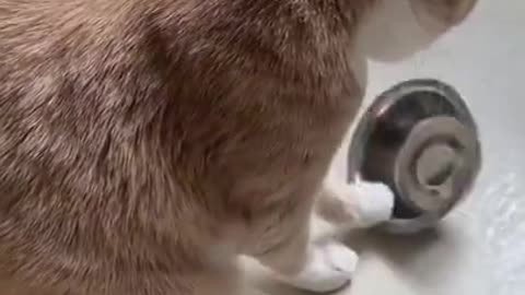 CUTE LITTLE KITTEN SAD