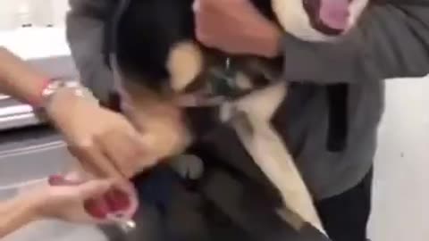 Dog crying😂 Funny animal video🤣🤣
