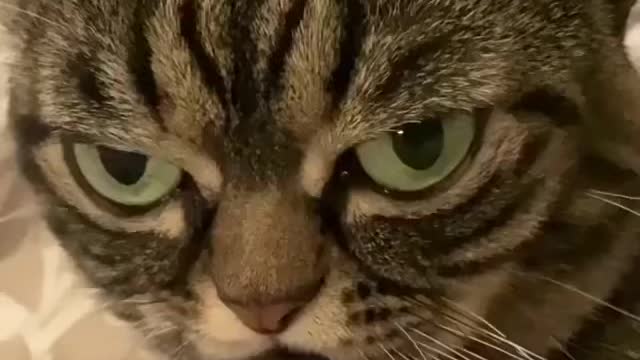 Look at this face 👀
