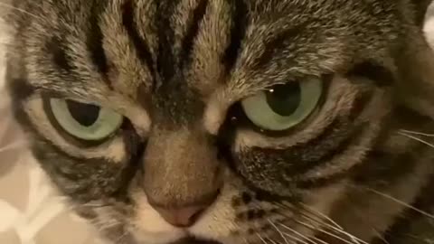 Look at this face 👀