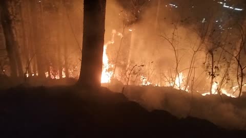 OMG 😱😱Fire caught in Jungle