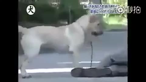 Adorable Dog Saves His Owner
