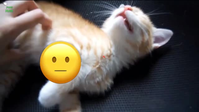 Funny stallcats