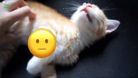 Funny stallcats