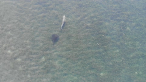 Dolphin And Stingray Swimming Together In Open Waters