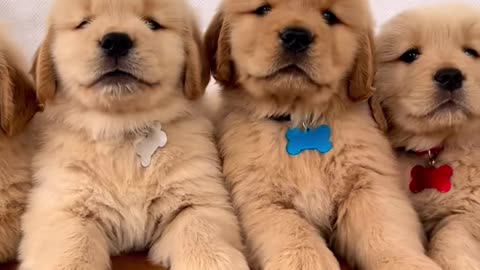 Super Handsome Golden Retriever Puppies!