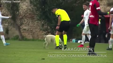 HOW A DOG BROUGHT A FOOTBALL MATCH TO A HALT
