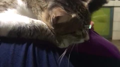Thirdy - The Clingy Cat