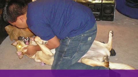 Understanding Dogs Dominance and Anxiety