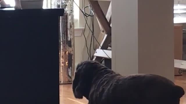 Black dog looking at white cat eat food