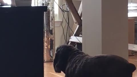 Black dog looking at white cat eat food