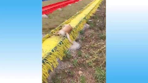 Adorable Cute animals cats dogs