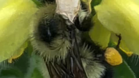 Bee 🐝 & flowers in Rundle park