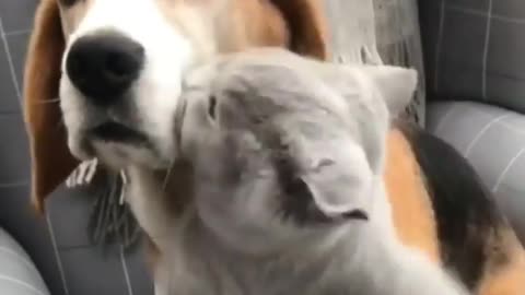 Cat + dog = bff