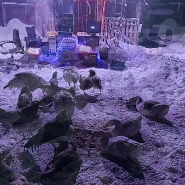 Disco nightclub for the ducks and chickens 😂