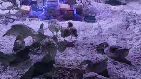 Disco nightclub for the ducks and chickens 😂