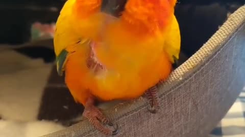 Amazing BIRD unseen pictures