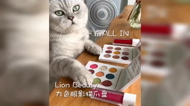 cute cat cooking class