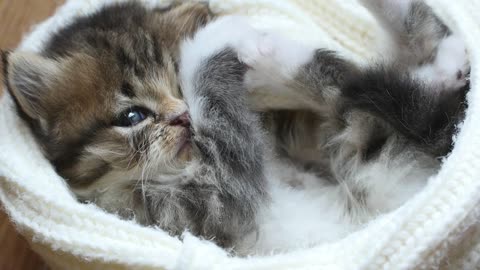 Kitte