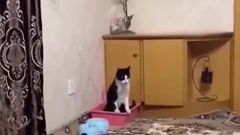 Animals Funny Videos 😂 #shorts #funnyvideos #animalfunnyscene