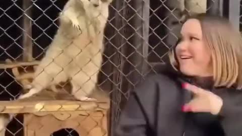 Raccoon Dancing 💃