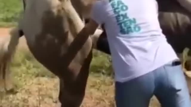 Best wild horses Mare revolutionizing young foals future stallions Horses 55