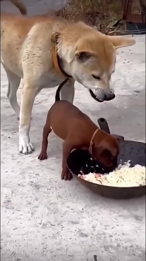 Big Dog Vs. Puppy: Funny video