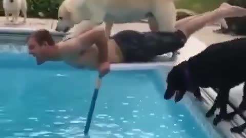 Doggo’s just trying to help 😍