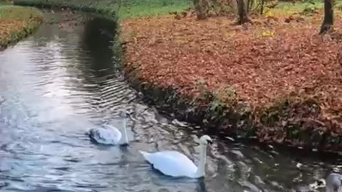 Trumpeter swan procession 😍
