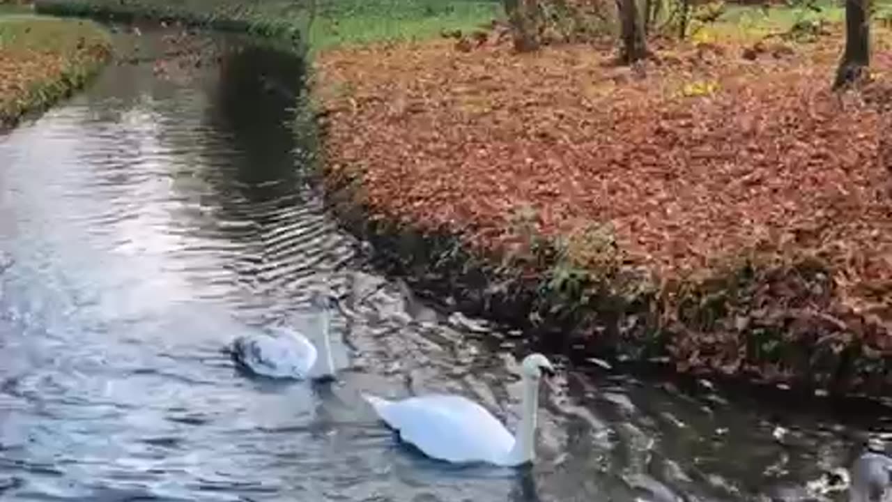 Trumpeter swan procession 😍