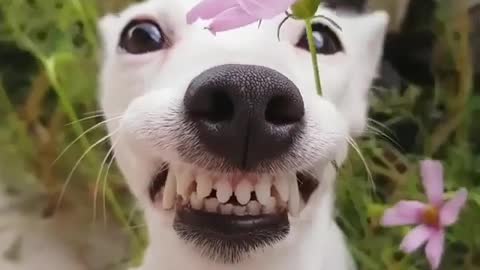 🤣 Awesome Funny Pet Animals Life Videos 😇