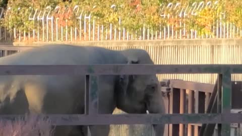 A very large elephant is walking without a meter reading