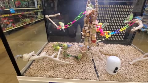 Smart Pets 2022, EXPLORING PETSMART, ANIMAL FRIENDS EVERYWHERE